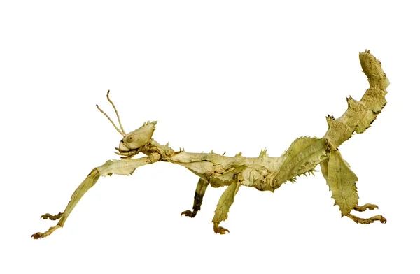 竹节虫目-extatosoma tiaratum — 图库照片