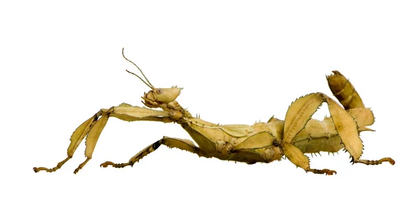 Insecto palo, Phasmatodea - Extatosoma tiaratum — Foto de Stock