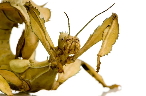 Клейка комаха, Phasmatodea - Extatosoma tiaratum — стокове фото