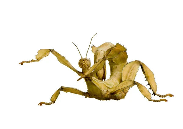 Böcek sopa phasmatodea - extatosoma tiaratum — Stok fotoğraf