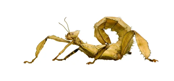 Insecto palo, Phasmatodea - Extatosoma tiaratum —  Fotos de Stock