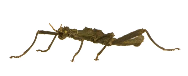 Phasmatodea - Aretaon Asperrimus — Zdjęcie stockowe