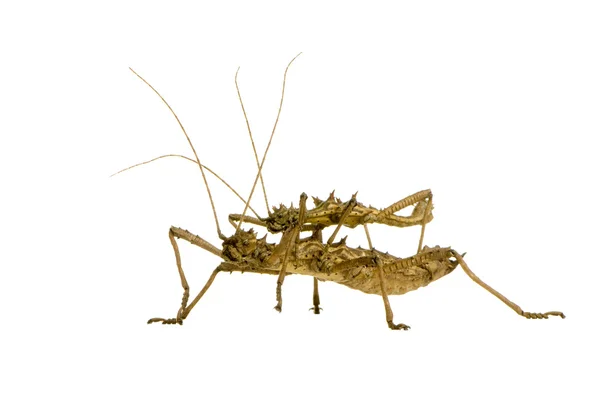 Stikk insekter, Phasmatodea - Aretaon Asperrimus – stockfoto