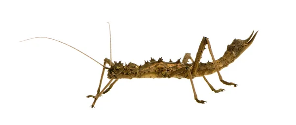 Stick insect, Phasmatodea - Aretaon Asperrimus — Stock Photo, Image