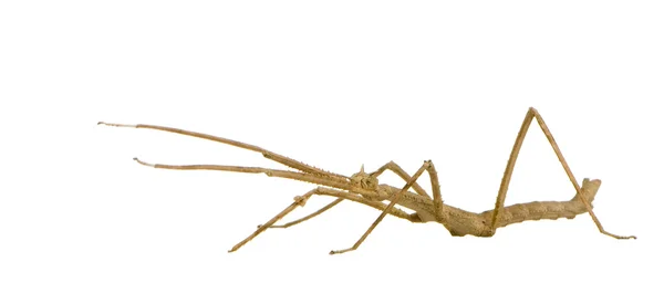 Stick насекомое, привиденьевые - medauroidea extradentata — стоковое фото