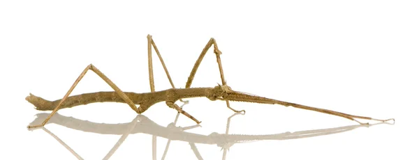 Insecto palo, Phasmatodea - Medauroidea extradentata —  Fotos de Stock