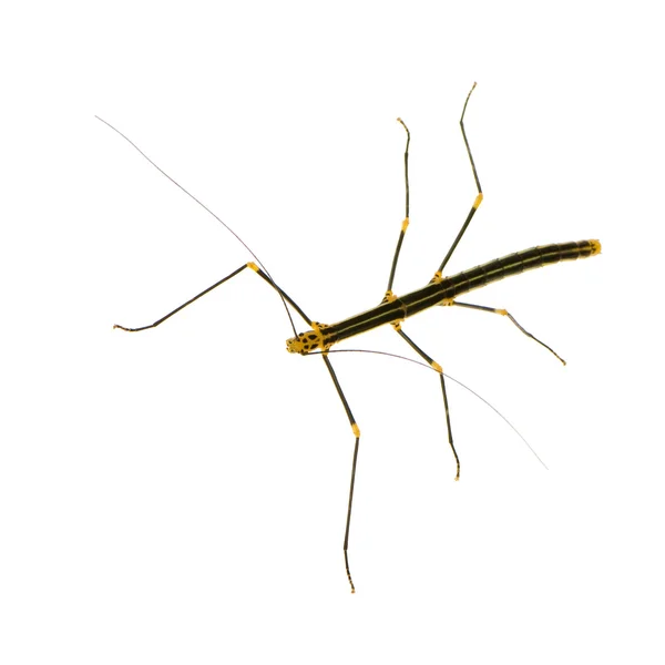 Stick insect, Phasmatodea - Oreophoetes peruana — Stockfoto