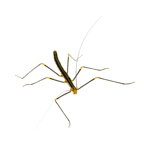 Pinnen insekt, phasmatodea - oreophoetes peruana — Stockfoto