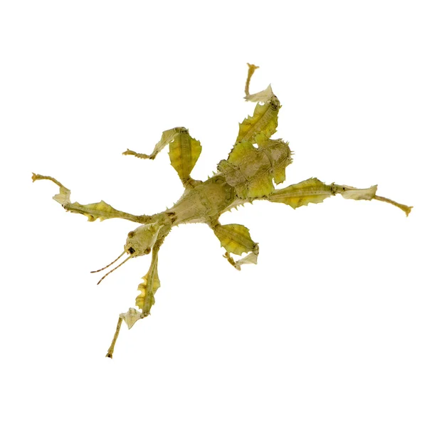 Stick hmyz, Strašilky - extatosoma tiaratum — Stock fotografie