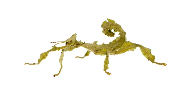 Έντομο ραβδί, Φασματώδη - extatosoma tiaratum — Φωτογραφία Αρχείου