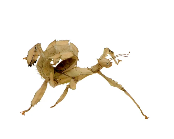 Клейка комаха, Phasmatodea - Extatosoma tiaratum — стокове фото