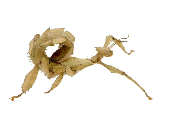 Stick insehl, Phasmatodea - Extatosoma tiaratum — стоковое фото