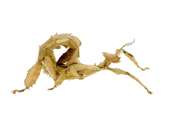 Stikk insekter, Phasmatodea - Extatosoma tiaratum – stockfoto