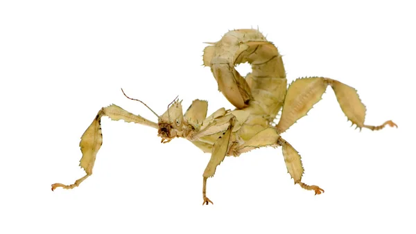 Stick insehl, Phasmatodea - Extatosoma tiaratum — стоковое фото