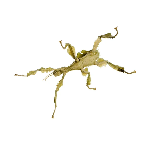 Stick insect, Phasmatodea - Extatosoma tiaratum — Stockfoto