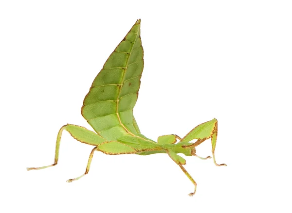 Leaf insekt, phylliidae - phyllium sp — Stockfoto