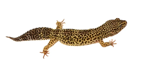 Geco de leopardo - Eublepharis macularius — Foto de Stock