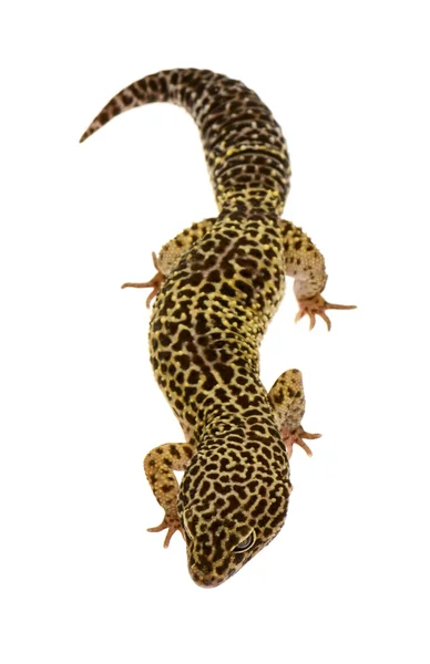 Leopard gecko - Eublepharis macularius — Stock Photo, Image