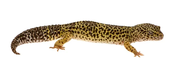 Leopárd gekkó - Eublepharis macularius — Stock Fotó
