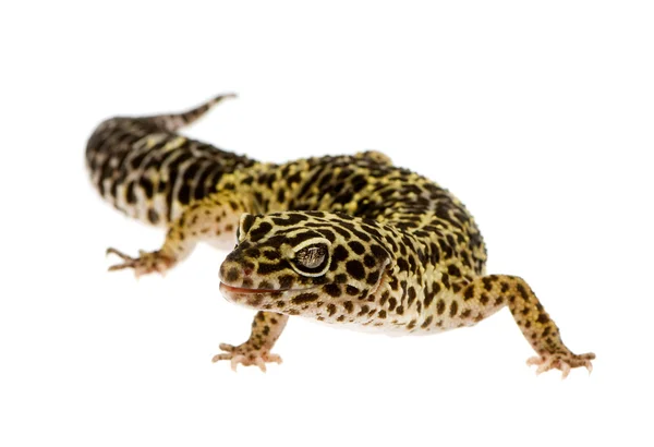 Leopard gecko - Eublepharis macularius — Stockfoto