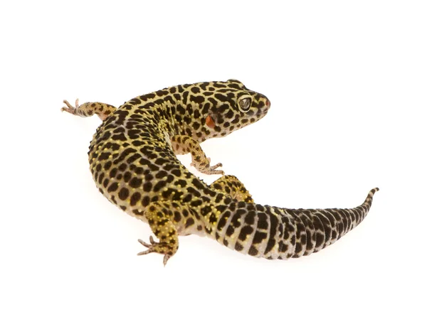 Fard gecko - Eublepharis macularius — стоковое фото