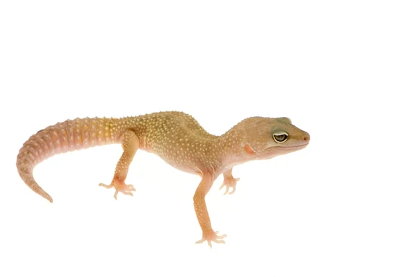 Leopard gecko - Eublepharis macularius — Stock Photo, Image
