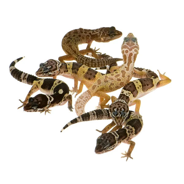 Gecko léopard - Eublepharis macularius — Photo