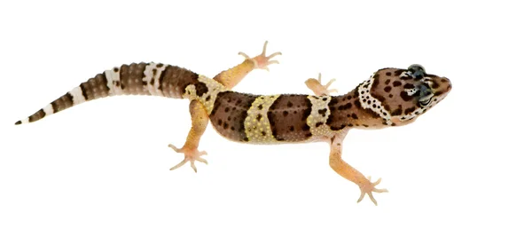Fard gecko - Eublepharis macularius — стоковое фото
