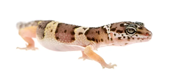 Gecko-leopardo - Eublepharis macularius — Fotografia de Stock