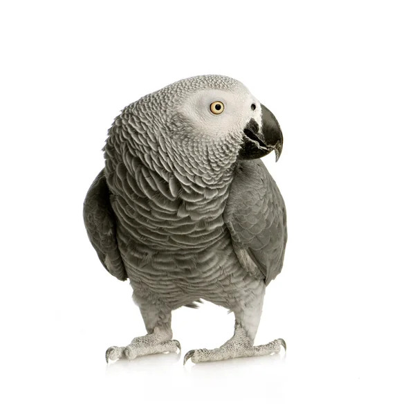 Papoušek šedý - psittacus erithacus — Stock fotografie