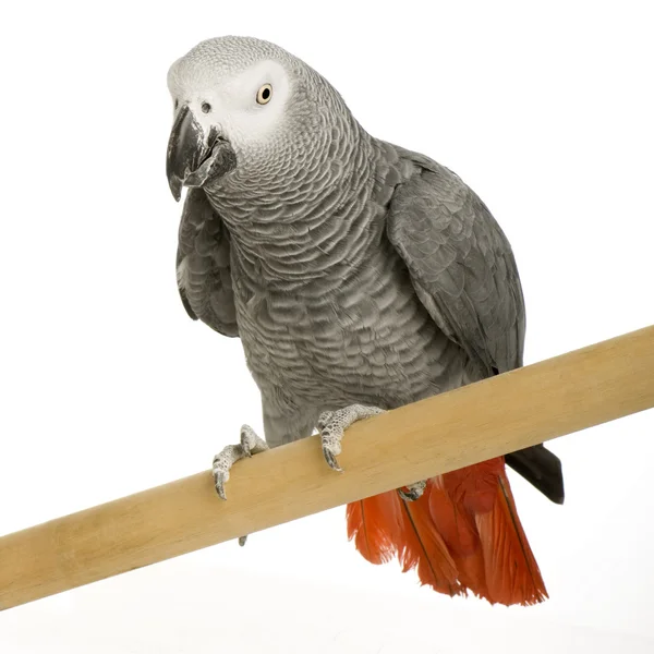 Papoušek šedý - psittacus erithacus — Stock fotografie