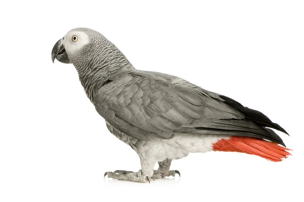 Afrikai szürke papagáj - Psittacus erithacus — Stock Fotó