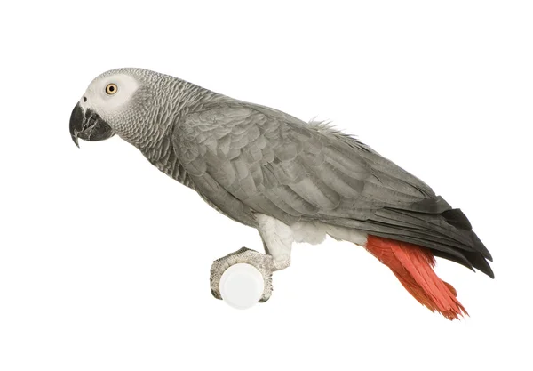 Papagaio-cinzento-africano - Psittacus erithacus — Fotografia de Stock