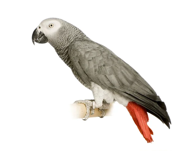Африканський сірий папуга - Psittacus erithacus — стокове фото