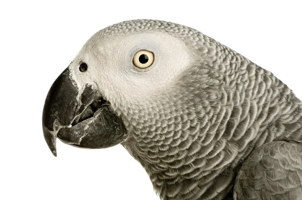 Африканський сірий папуга - Psittacus erithacus — стокове фото