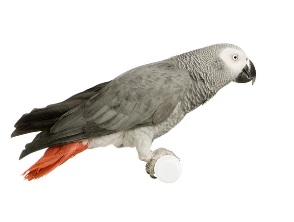 Afrika gri papağanı - psittacus erithacus — Stok fotoğraf