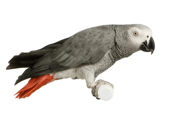 Papagaio-cinzento-africano - Psittacus erithacus — Fotografia de Stock