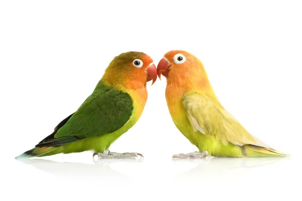Pássaro-amor-de-cara-pêssego — Fotografia de Stock