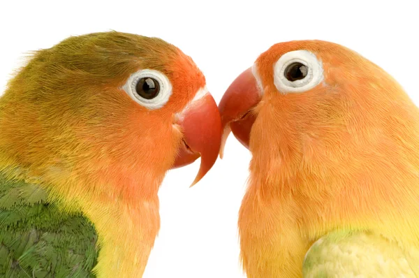Peach-faced Lovebird — Stock Photo, Image