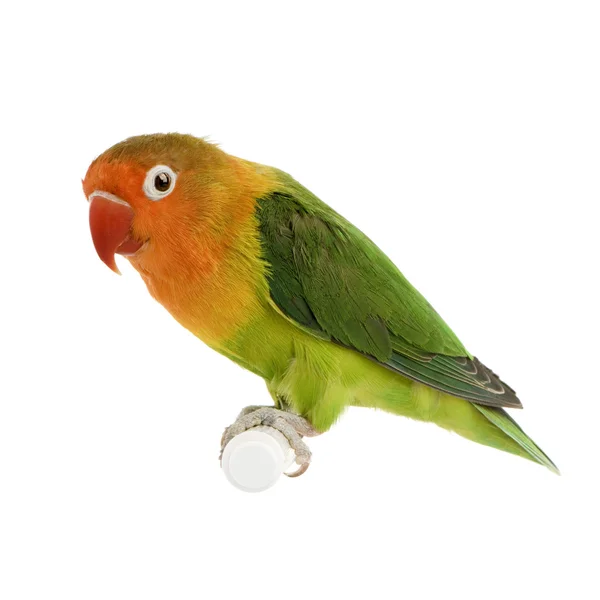 Peach-faced Lovebird — Stock Photo, Image