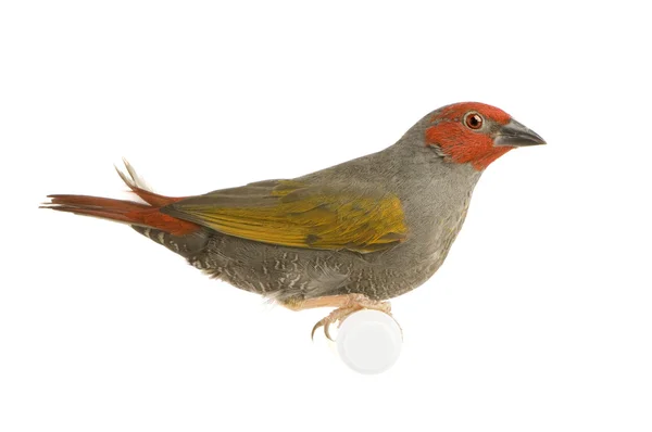Rood-headed finch - amadina erythrocephala — Stockfoto