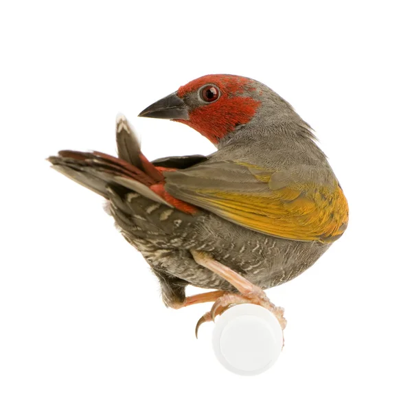 Red-headed Finch - Amadina erythrocephala — Stock Photo, Image