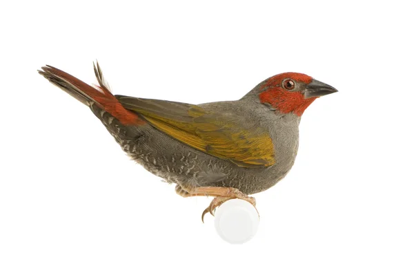 Finch de cabeça vermelha - Amadina erythrocephala — Fotografia de Stock