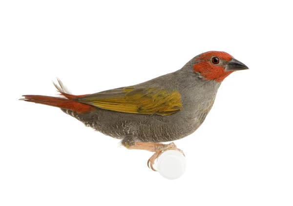 Red-headed Finch - Amadina erythrocephala — Stock Photo, Image