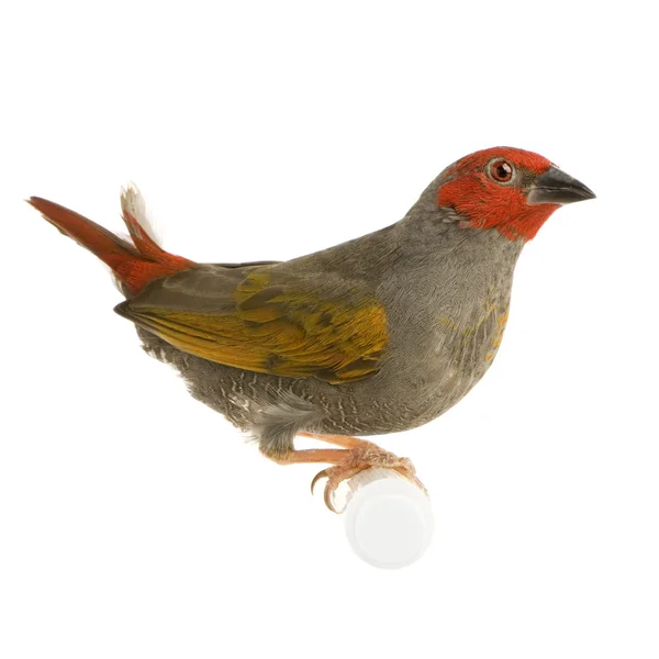 Finch cu cap roșu - Amadina eritrocephala — Fotografie, imagine de stoc