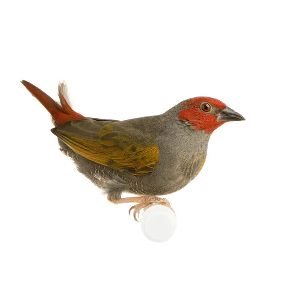 Rood-headed finch - amadina erythrocephala — Stockfoto