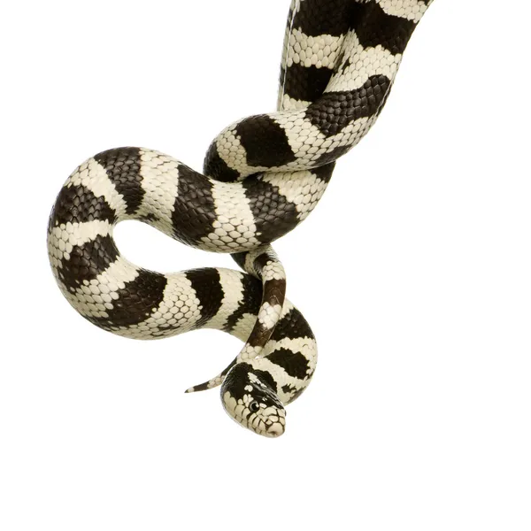 Mısır yılan — Stok fotoğraf