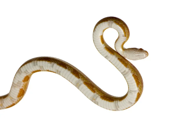 Кукурудзяна змія - Elaphecuata — стокове фото