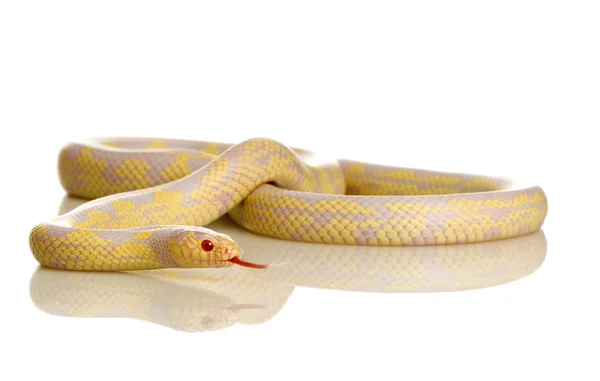 Wąż zbożowy - elaphe guttata — Zdjęcie stockowe