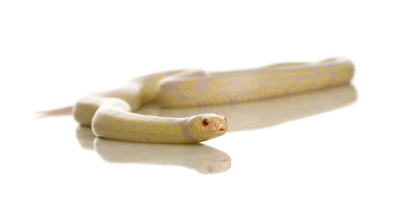 Serpiente de maíz - Elaphe guttata — Foto de Stock